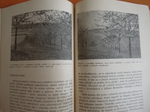 Oplozování stromů - bohatá sklizeň ovoce 1949 — fotka 3