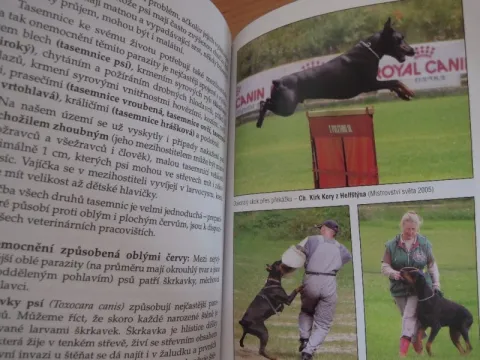 Doberman - dobrman — fotka 3