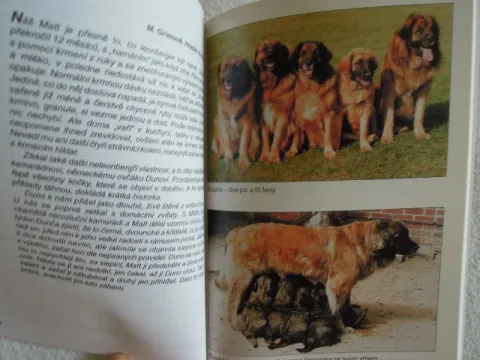 Leonberger 2008 — fotka 4
