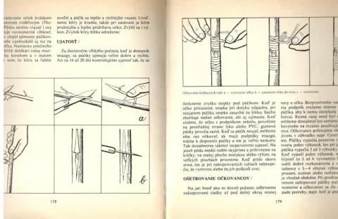 RUŽA KRÁĽOVNÁ KVETÍN--Havlů, Jaša, Klimeš--1977- — fotka 4