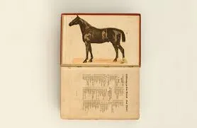  Neue Tierheilmethode dr.KNOLL — fotka 4