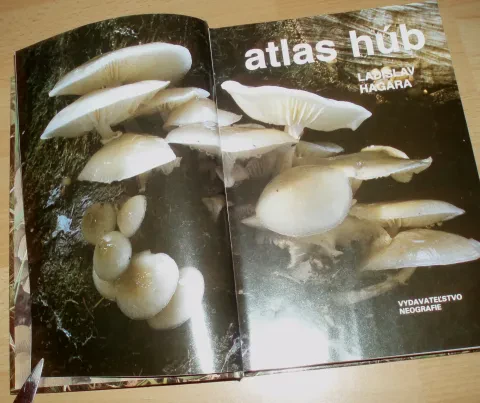 Atlas húb — fotka 4