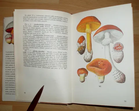 Huby lesov, polí a lúk — fotka 6