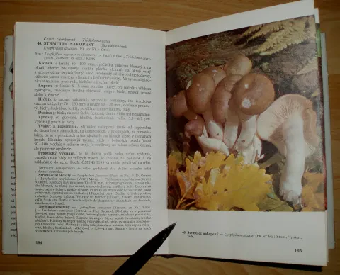 Huby lesov, polí a lúk — fotka 8