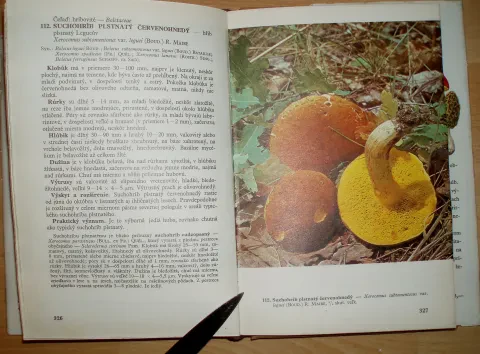 Huby lesov, polí a lúk — fotka 11
