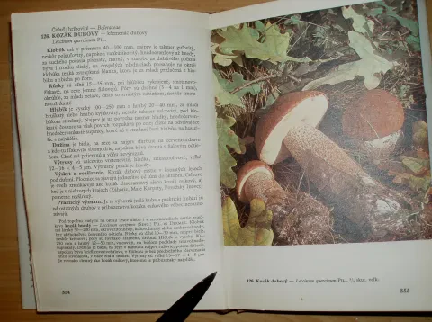 Huby lesov, polí a lúk — fotka 12