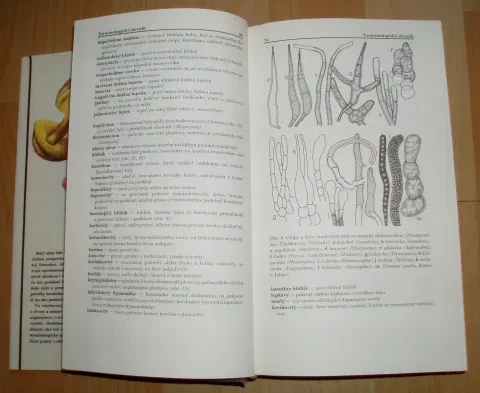 Malý atlas húb — fotka 5