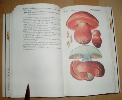 Malý atlas húb — fotka 12