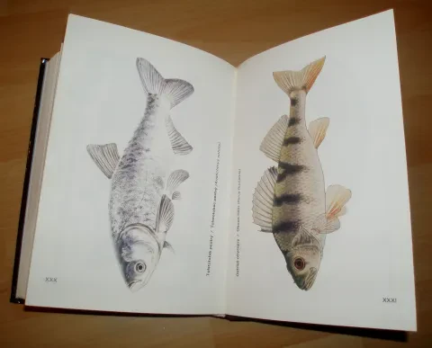 ABC športového rybára — fotka 12