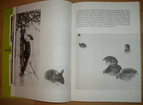 Zelené ticho — fotka 6