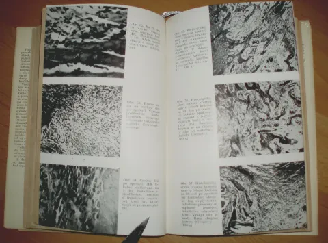 Včelia materská kašička — fotka 12