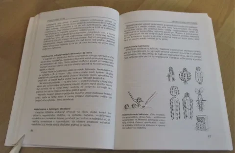 Vrúbľovanie, očkovanie, rozmnožovanie — fotka 8